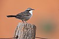 10 White-browed Babbler 0A2A5610 uploaded by JJ Harrison, nominated by Iifar,  14,  0,  2