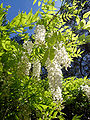 * Nomination Chinese wisteria (Wisteria sinensis) in Gibraltar. --RedCoat 16:08, 19 November 2007 (UTC) * Promotion Excellent composition, light, sharpness, colours--Szilas 06:24, 24 November 2007 (UTC)