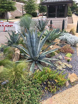 <span class="mw-page-title-main">Xeriscaping</span> Water conserving landscaping method