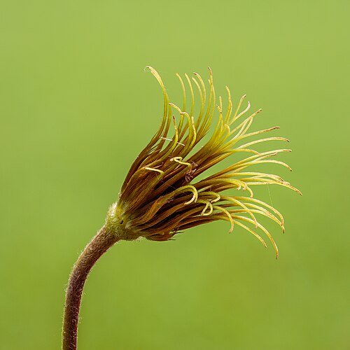 Сорт ломоноса 'Princess Diana' (C. texensis 'Princess Diana') из вида Clematis texensis[англ.]* — эндемика плато Эдуардс в штате Техас