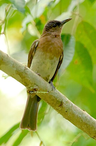 <span class="mw-page-title-main">Zamboanga bulbul</span> Species of bird