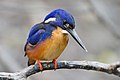 Image 1Azure Kingfisher  5 Ceyx azureus azureus, Julatten, Queensland  5, Australia  3