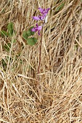 Allium acuminatum