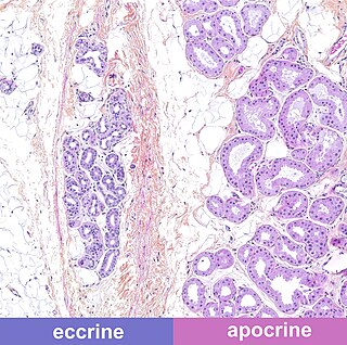 <span class="mw-page-title-main">Apocrine sweat gland</span> One of several types of glands, in humans and other animals, that secrete sweat