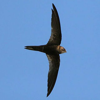 <span class="mw-page-title-main">African black swift</span> Species of bird