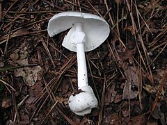 Amanita virosa