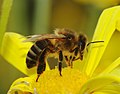 * Nomination A european honeybee collecting nectar (Apis mellifera) -- Alvesgaspar 12:42, 18 March 2008 (UTC) * Promotion It's OK, good DOF and sharpness, and I like this colours. --Lestath 11:29, 22 March 2008 (UTC)