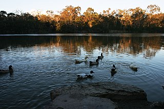 <span class="mw-page-title-main">Blackburn, Victoria</span> Suburb of Melbourne, Victoria, Australia