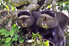 C. m. stuhlmanni Kakamega Forest, Kenya