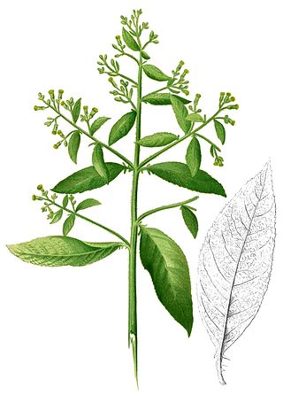 <i>Blumea balsamifera</i> Species of flowering plant