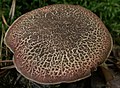 Boletus chrysenteron chapeau craquelé