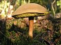 Boletus subtomentosus