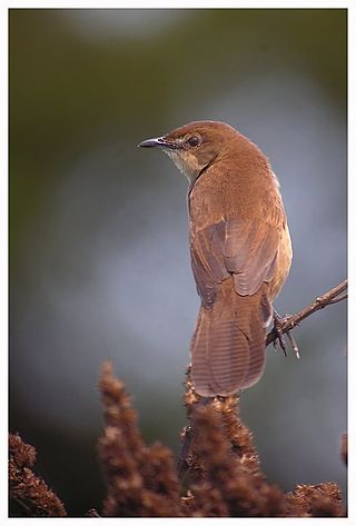 <i>Schoenicola</i> Genus of birds