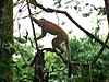 Central American Squirrel Monkey