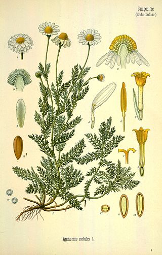 <i>Chamaemelum nobile</i> Species of plants