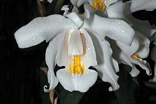 <i>Coelogyne</i> Genus of orchids