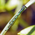 Coenagrion hastulatum (Speer-Azurjungfer, Männchen) [D]