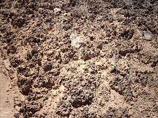 <span class="mw-page-title-main">Biological soil crust</span> Communities of living organisms on the soil surface in arid and semi-arid ecosystems