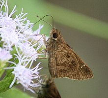 Cymaenes trebius