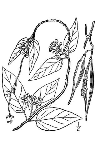 <i>Vincetoxicum nigrum</i> Species of plant