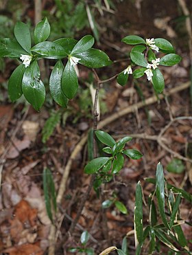 花を付けたコショウノキ、鈴鹿山脈の藤原岳(三重県いなべ市)にて、2016年3月5日撮影