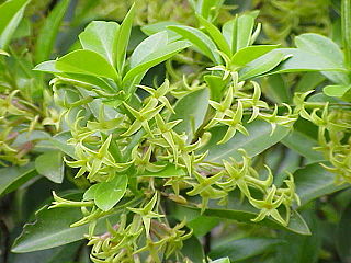 <i>Daphne</i> (plant) Genus of flowering plants in the family Thymelaeaceae