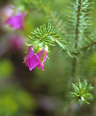 <i>Darwinia</i> (plant) Genus of flowering plants