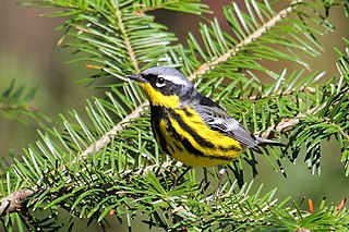 <span class="mw-page-title-main">Magnolia warbler</span> Species of bird