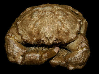 <span class="mw-page-title-main">Dromioidea</span> Superfamily of crabs