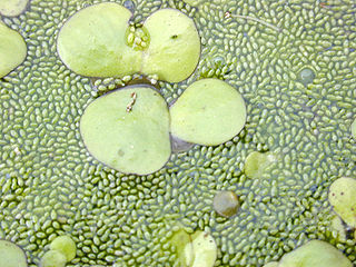 <i>Wolffia globosa</i> Species of flowering plant in the family Araceae