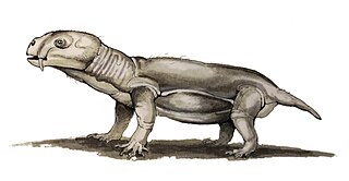 <i>Eosimops</i> Extinct genus of dicynodonts