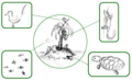 Image 24Simplified schematic of an island's fauna – all its animal species, highlighted in boxes (from Fauna)