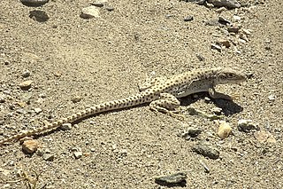 Long-nosed leopard lizard Species of lizard