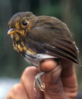 <span class="mw-page-title-main">Ochre-breasted antpitta</span> Species of bird