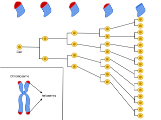 Cellular senescence Phenomenon characterized by the cessation of cell division