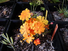 Hibbertia stellaris