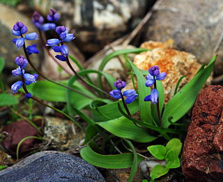 <i>Hyacinthella</i> Genus of flowering plants