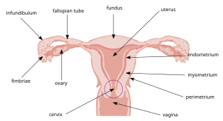 <span class="mw-page-title-main">Cervical effacement</span> Thinning and shortening of the cervix