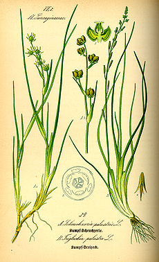 Pelkinė liūnsargė (Scheuchzeria palustris)