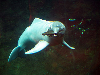 <span class="mw-page-title-main">Boto</span> Type of South American dolphin