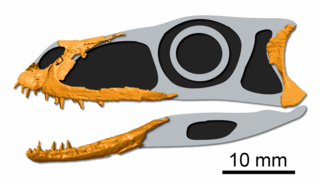 <i>Maehary</i> Extinct genus of pseudosuchian archosaurs