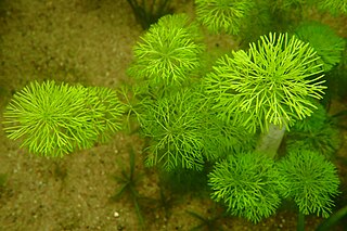 <i>Myriophyllum simulans</i> Species of flowering plant in the family Haloragaceae