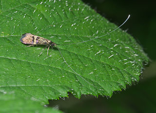 <span class="mw-page-title-main">Adelidae</span> Family of moths