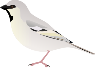 <span class="mw-page-title-main">Zarudny's sparrow</span> Species of bird