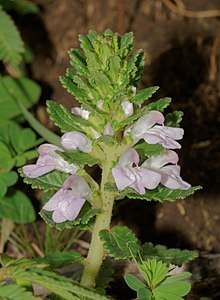 Pedicularis zeylanica Pedicularis zeylanica-Silent Valley-2016-08-13-001.jpg