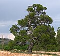 Pinus halepensis