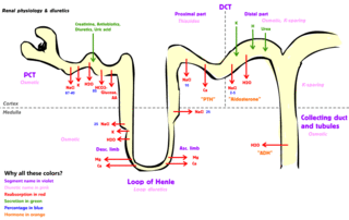 <span class="mw-page-title-main">Renal physiology</span> Study of the physiology of the kidney