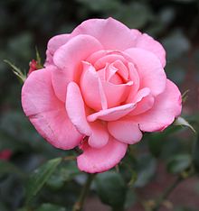 'New Zealand' 1989 Rosa New Zealand.jpg