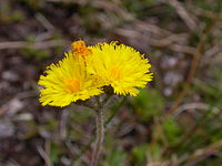 Senecio angustifolius