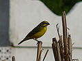 Mosambikgirlitz Yellow-fronted Canary